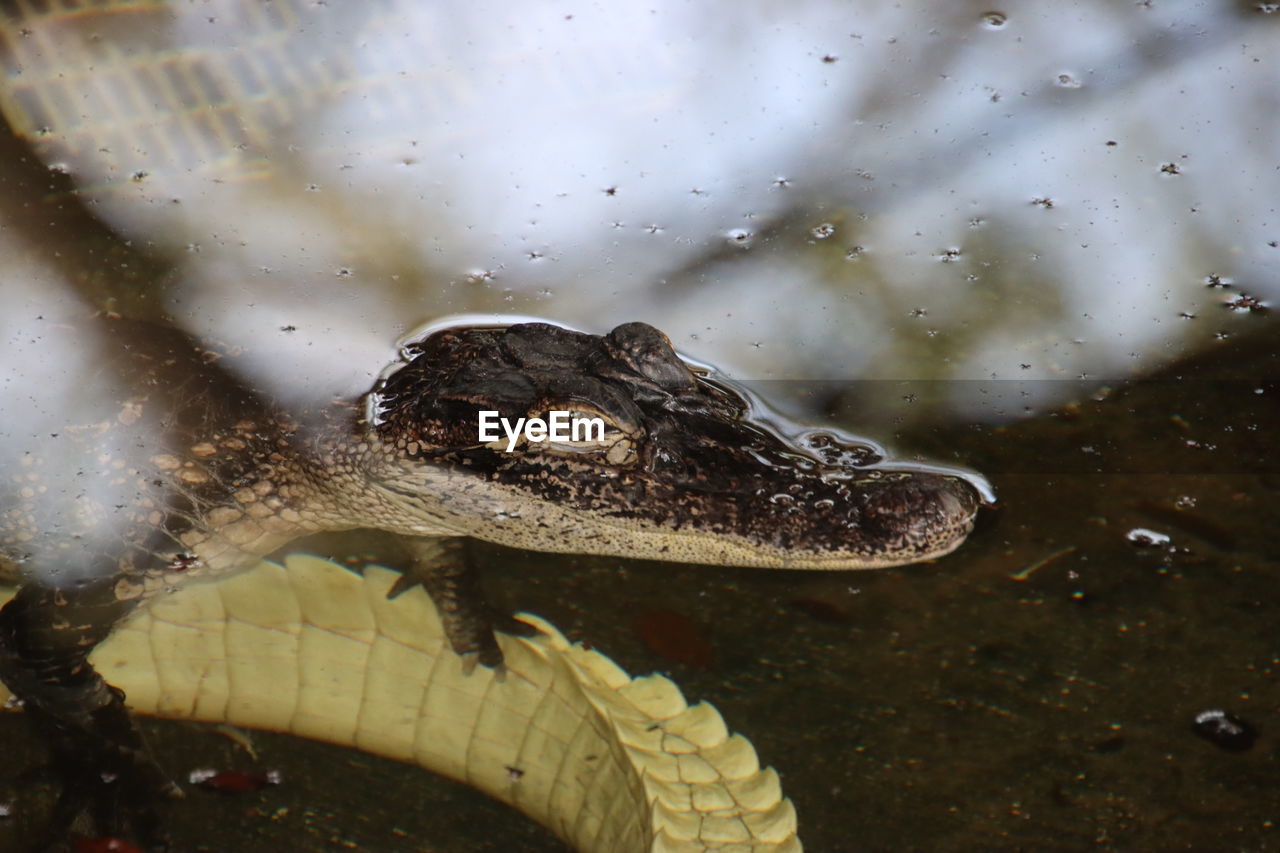 animal themes, animal, animal wildlife, one animal, wildlife, water, reptile, crocodile, alligator, close-up, animal body part, nature, no people, macro photography, underwater, animal head, communication, sign, outdoors, warning sign, swimming, sea