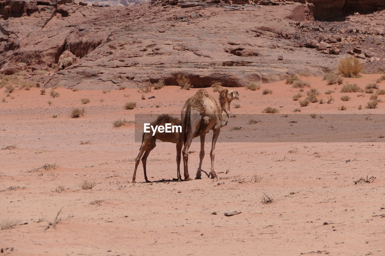 Camel and baby camel in wadi rum