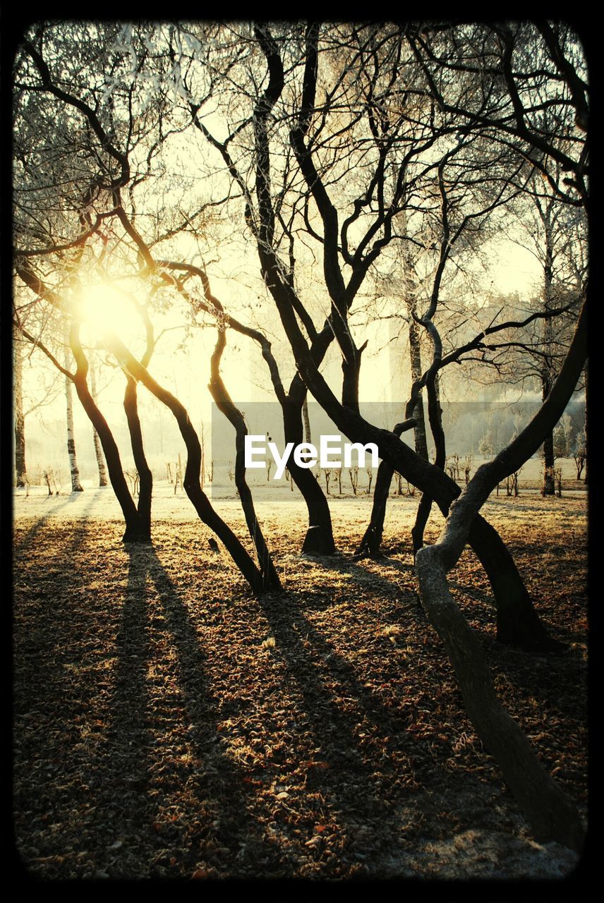 Trees growing in park during sunset