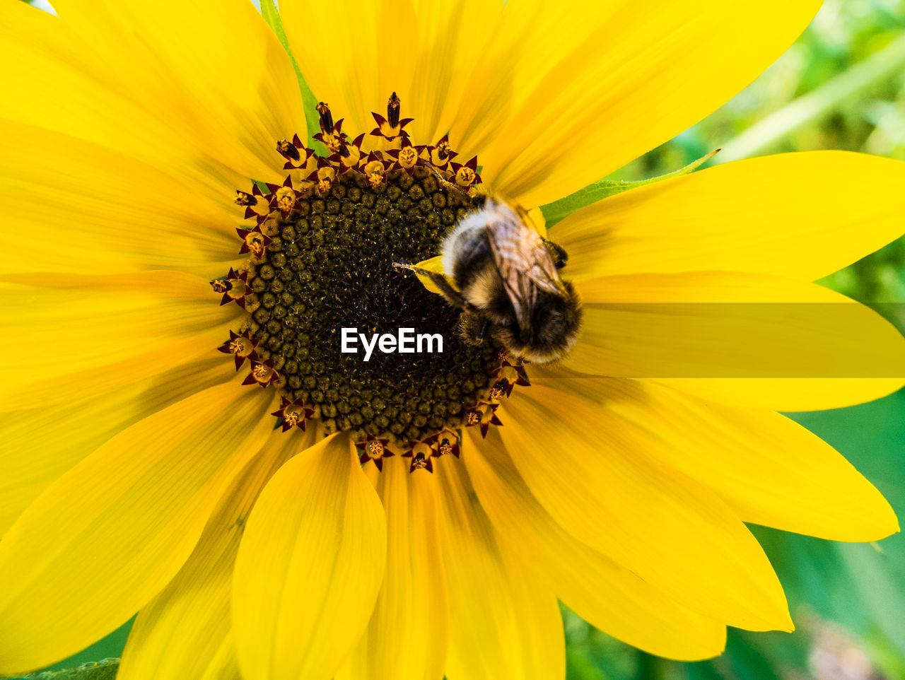 BEE POLLINATING ON SUNFLOWER