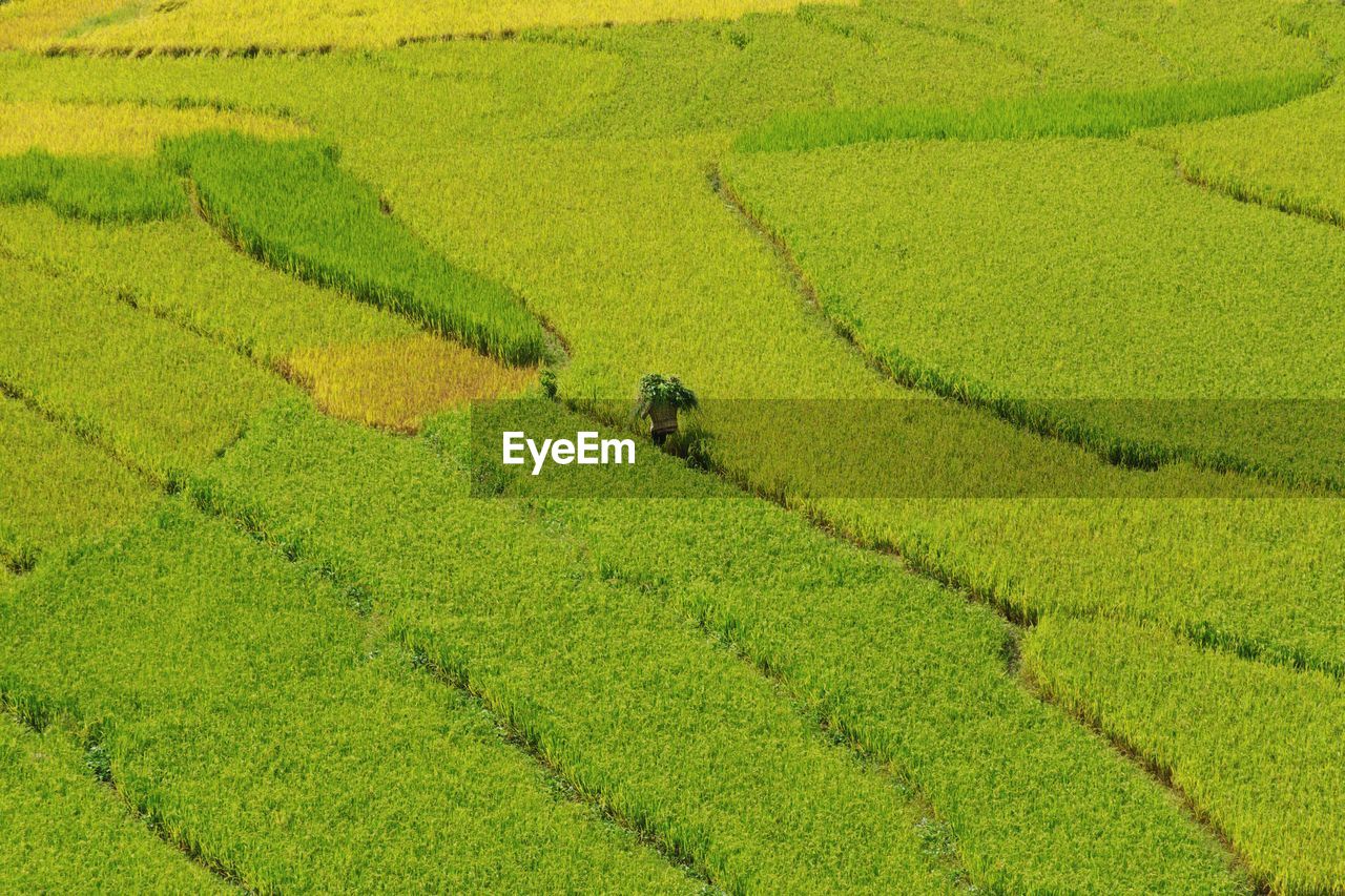 SCENIC VIEW OF FARM