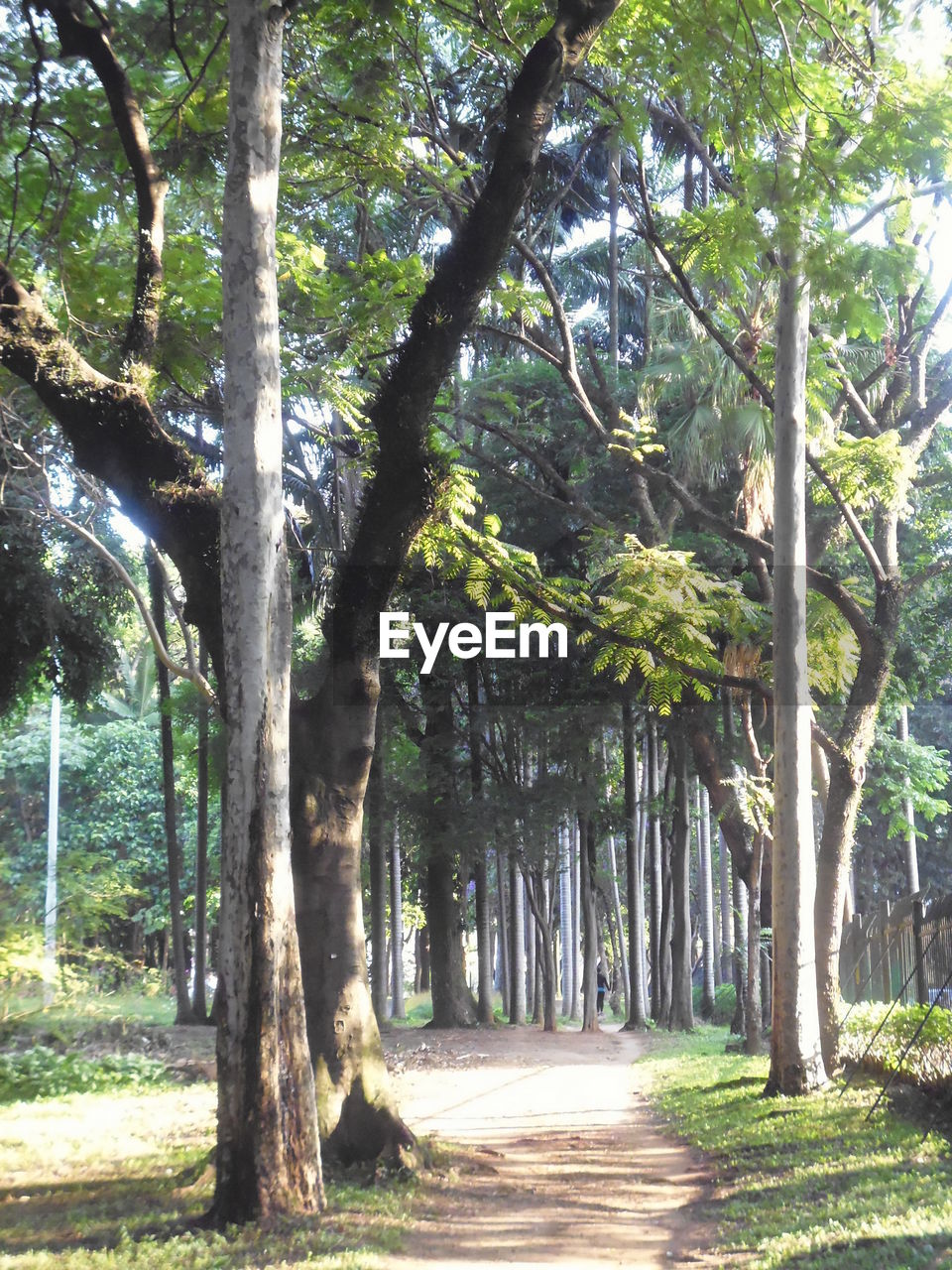 TREES GROWING IN FOREST