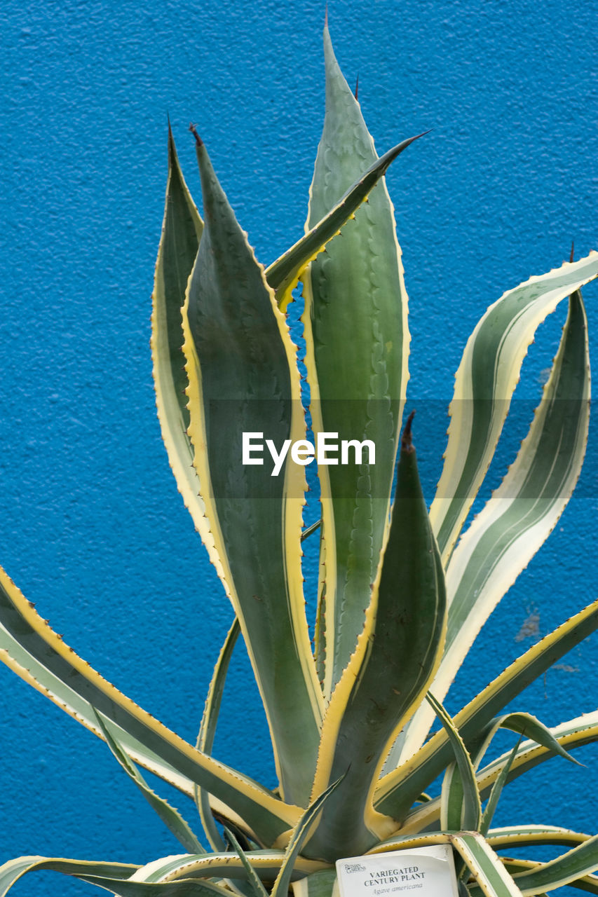 Aloe vera plant growing against blue wall