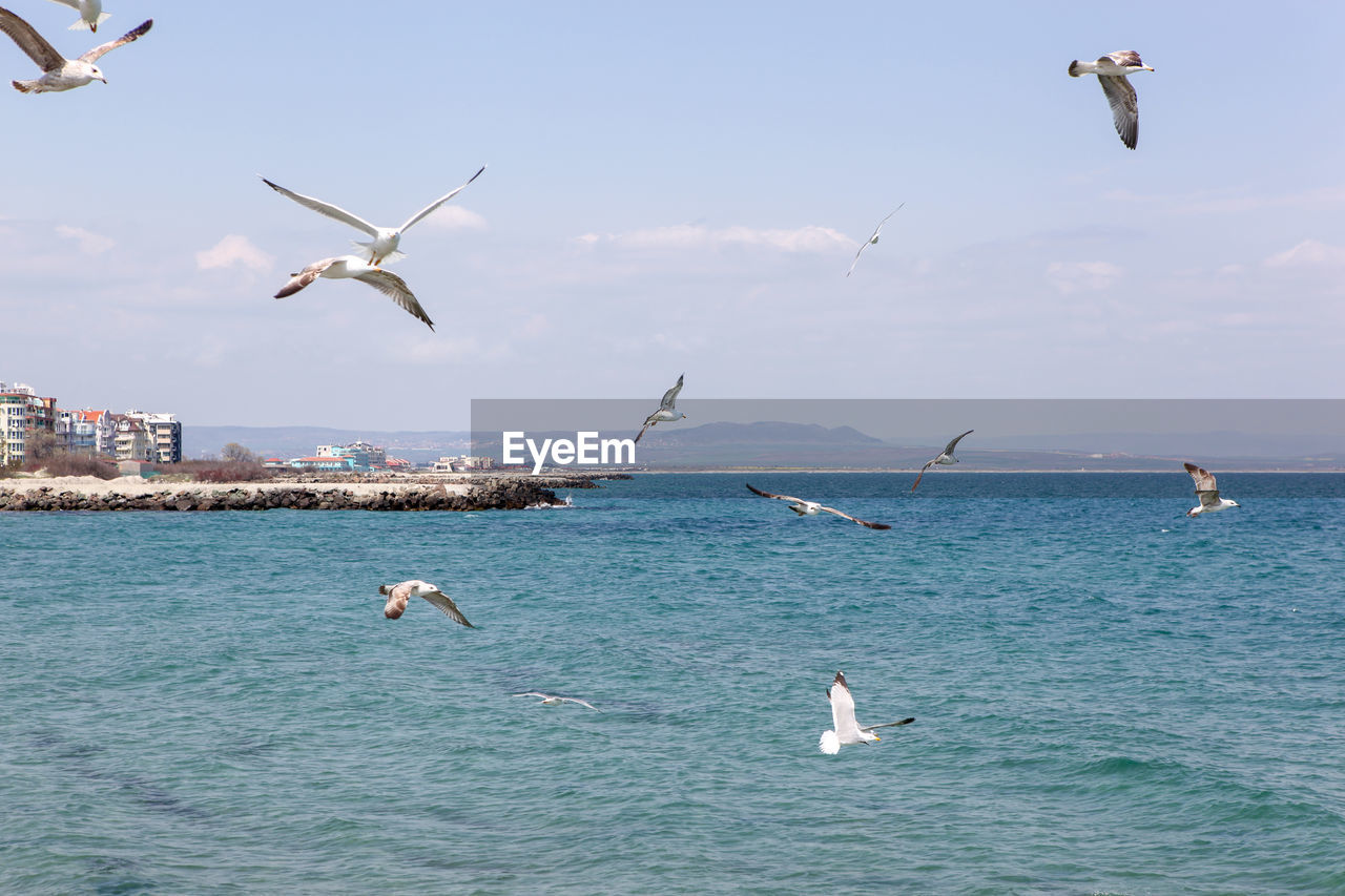 VIEW OF BIRDS IN SEA