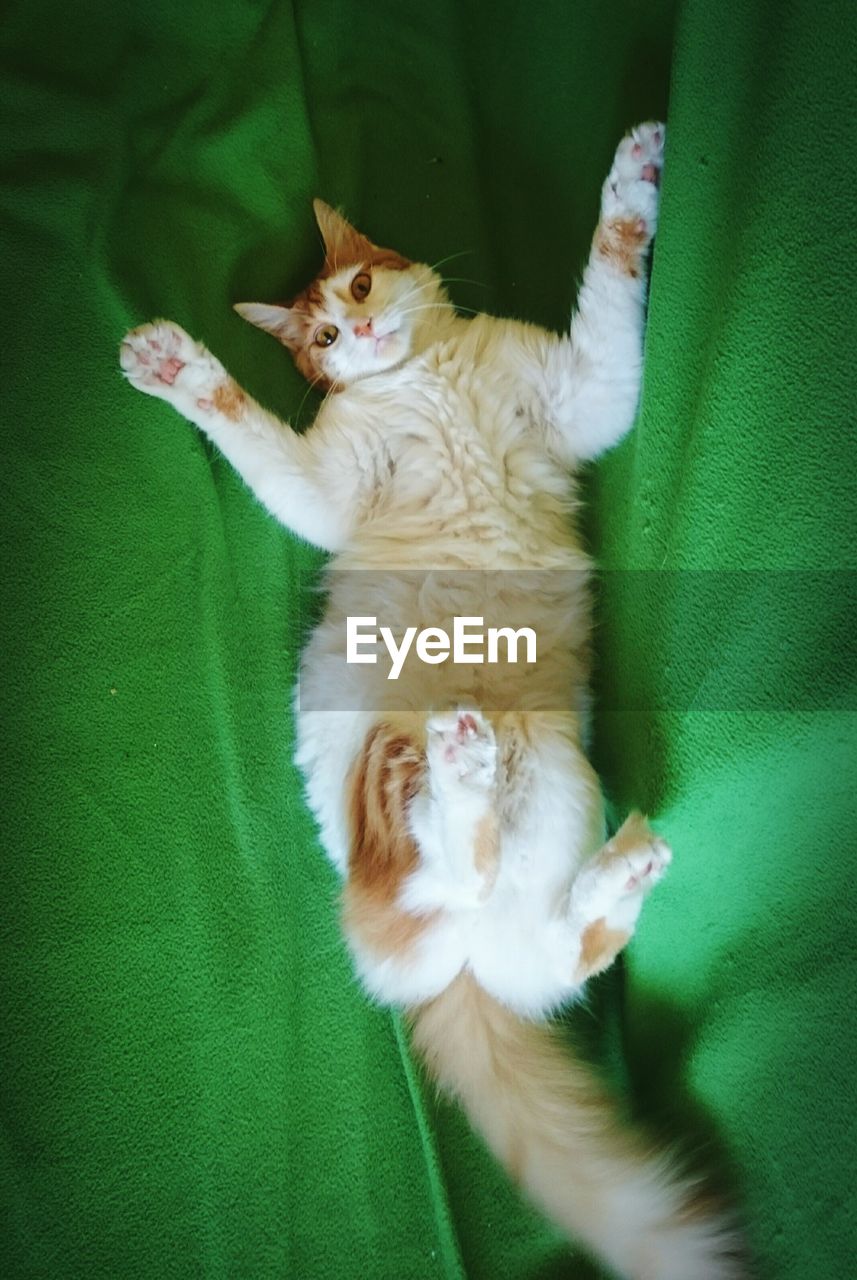 High angle view of cat resting on green bed