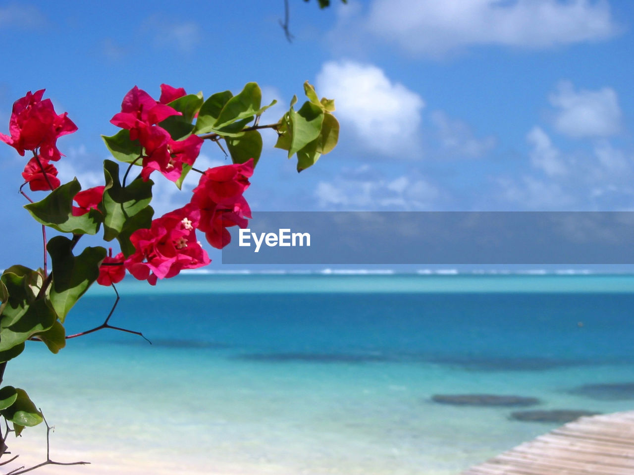 CLOSE-UP OF BOUGAINVILLEA PLANT AGAINST SEA