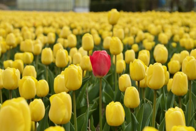 YELLOW TULIPS IN FIELD