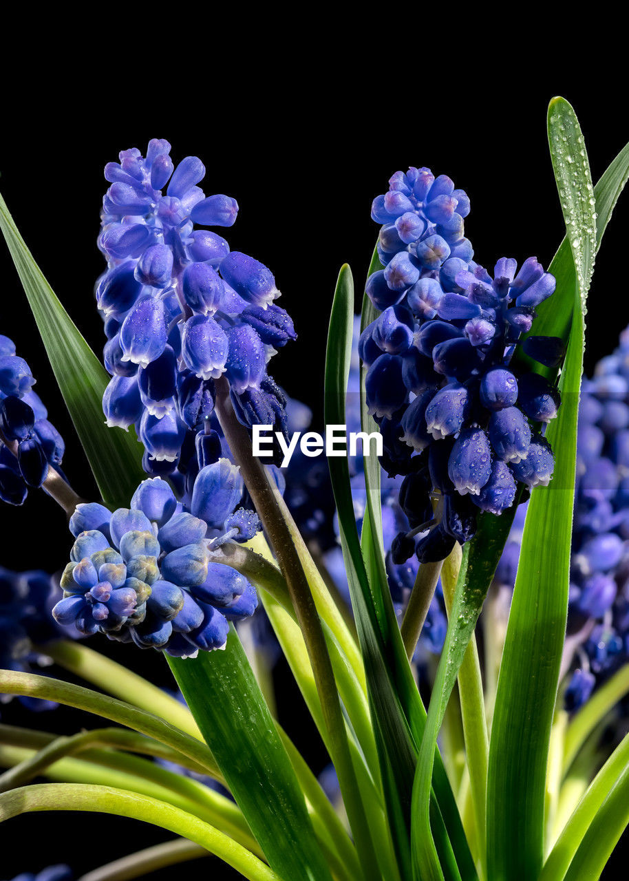 flower, flowering plant, plant, beauty in nature, freshness, purple, close-up, growth, nature, fragility, petal, inflorescence, flower head, no people, plant part, botany, leaf, blue, blossom, springtime, outdoors, bunch of flowers, bud