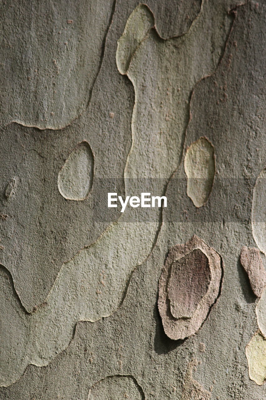 Close-up of bark pattern