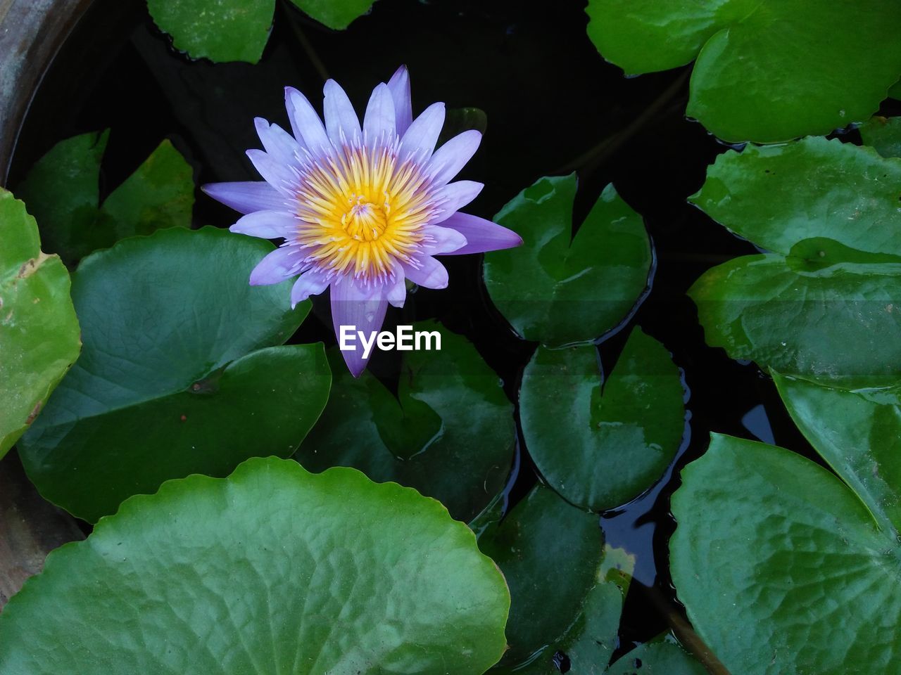 HIGH ANGLE VIEW OF LOTUS WATER LILY BLOOMING IN POND