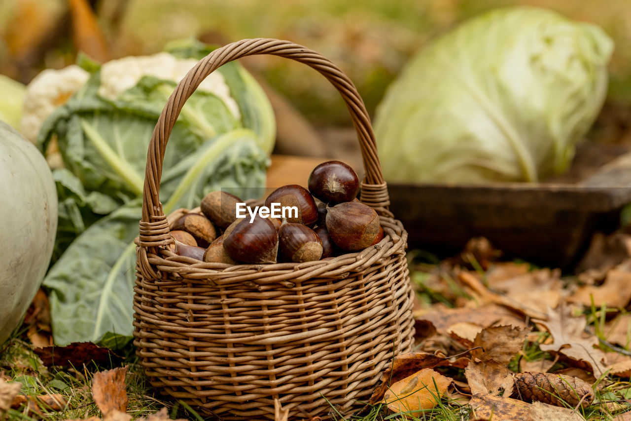 Close up of chestnut harvest in wicker basket autumn mood