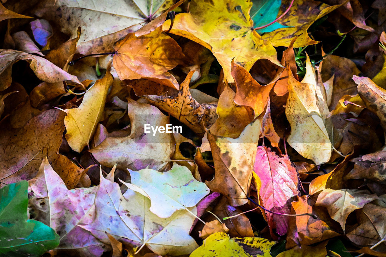 autumn, leaf, plant part, nature, yellow, tree, plant, flower, no people, dry, full frame, leaves, backgrounds, day, close-up, high angle view, outdoors, spring, large group of objects, land, abundance