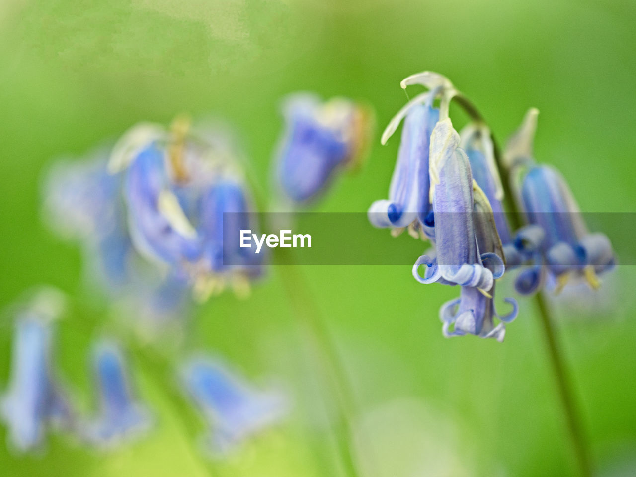 Close-up of purple flowering plants