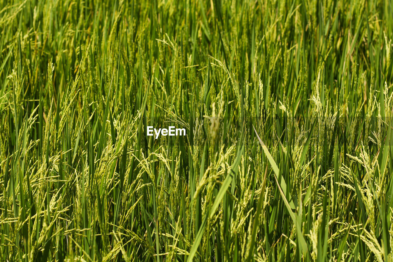 FULL FRAME SHOT OF CROPS ON FIELD