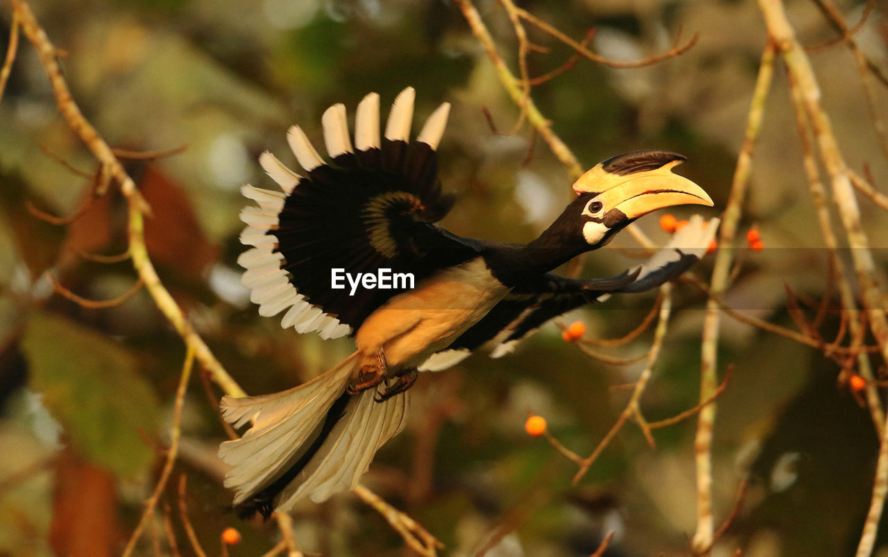 CLOSE-UP OF A BIRD FLYING OVER A FLOWER
