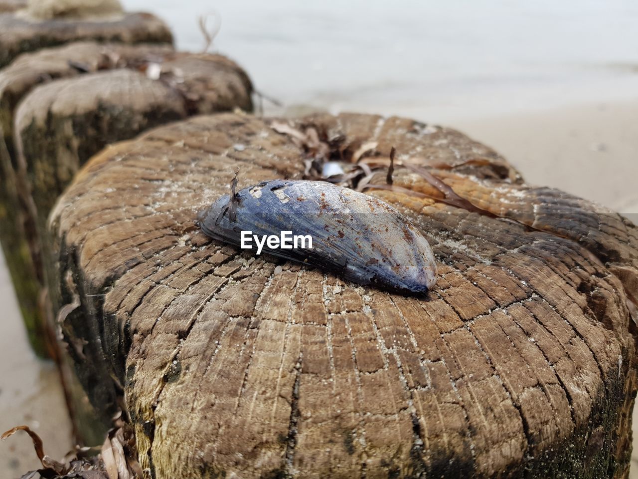 CLOSE-UP OF LIZARD ON WOOD