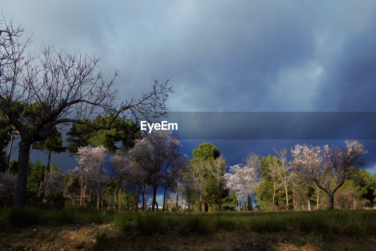 TREES ON FIELD AGAINST SKY AT FOREST