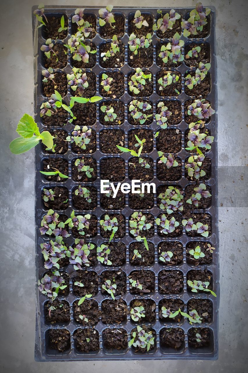 HIGH ANGLE VIEW OF POTTED PLANTS GROWING IN POT