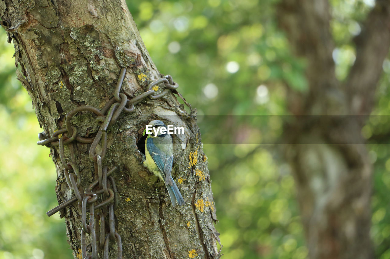 LOW ANGLE VIEW OF BIRD PERCHING ON TREE TRUNK