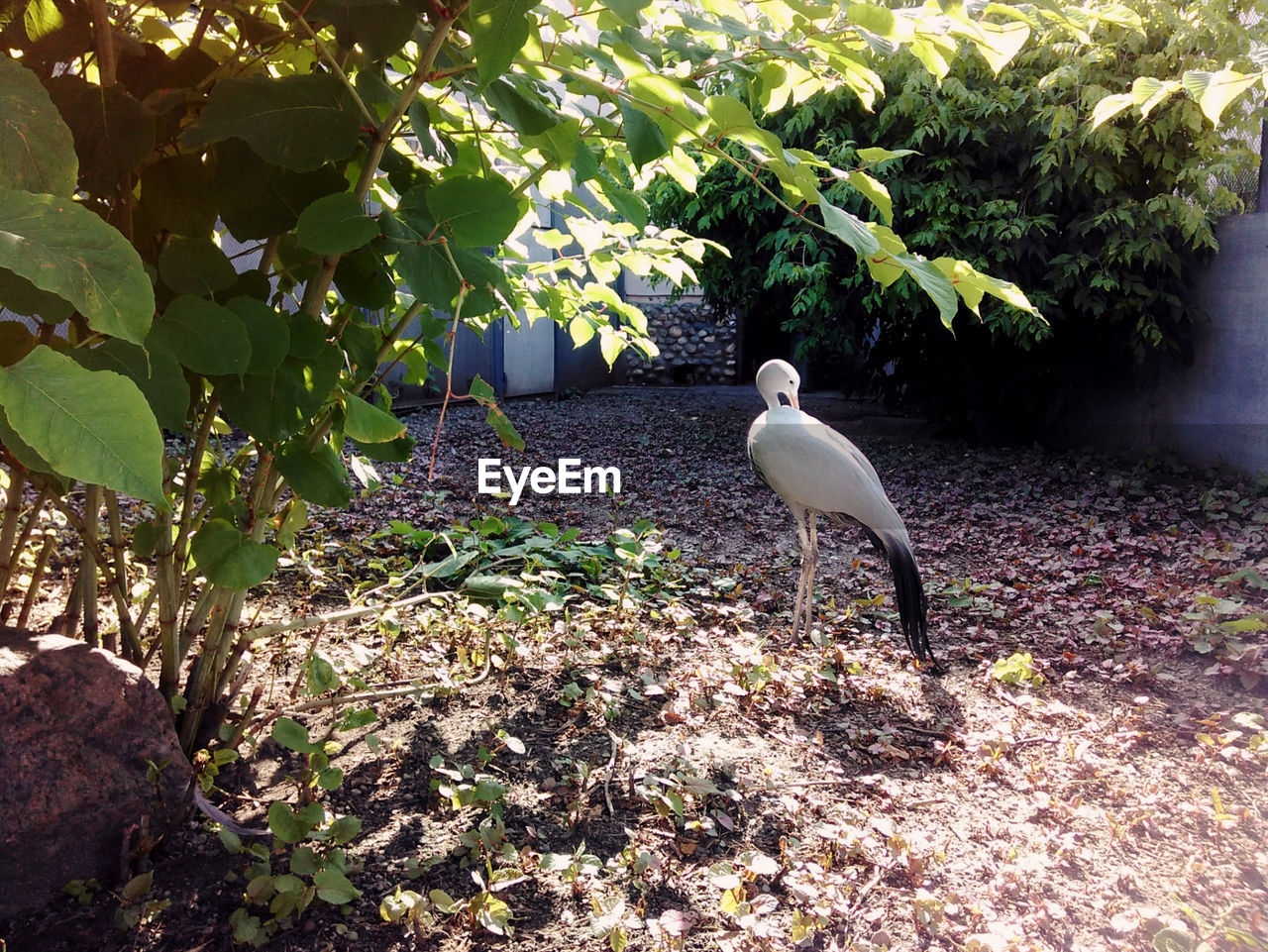 WHITE HERON PERCHING ON PLANT