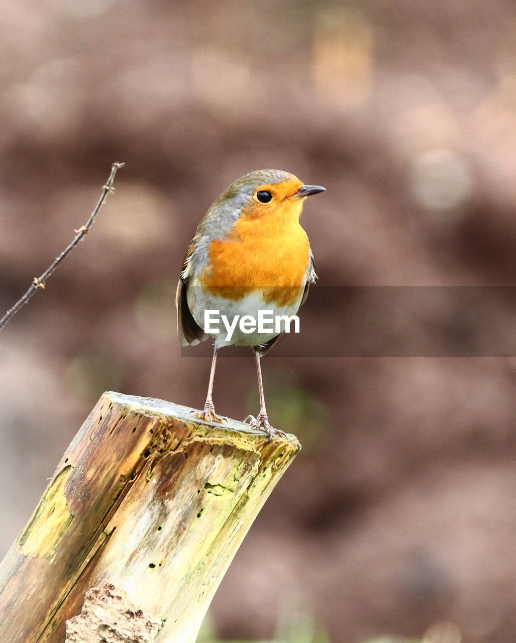 BIRD PERCHING ON WOOD