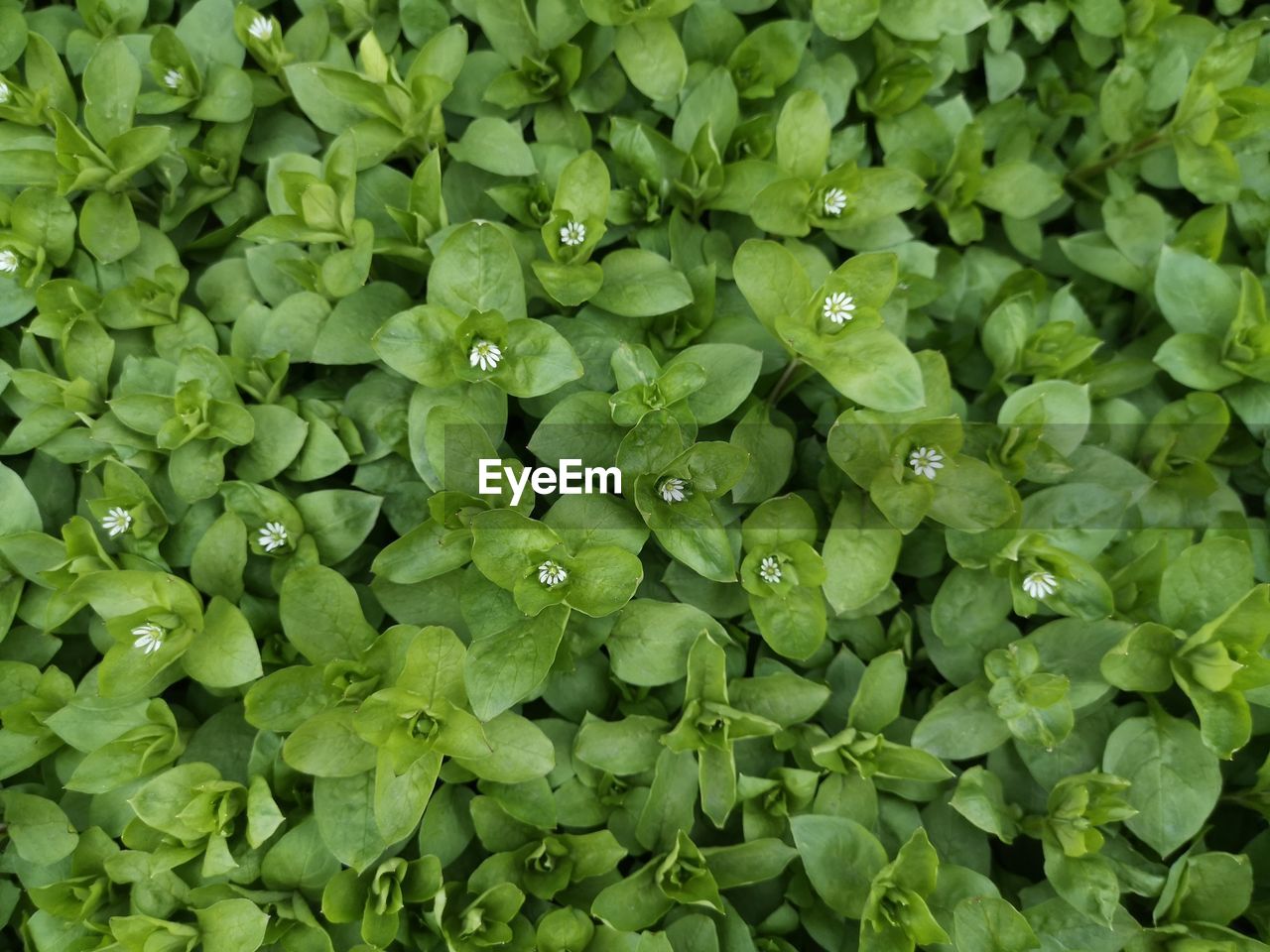 FULL FRAME SHOT OF WET GREEN LEAVES