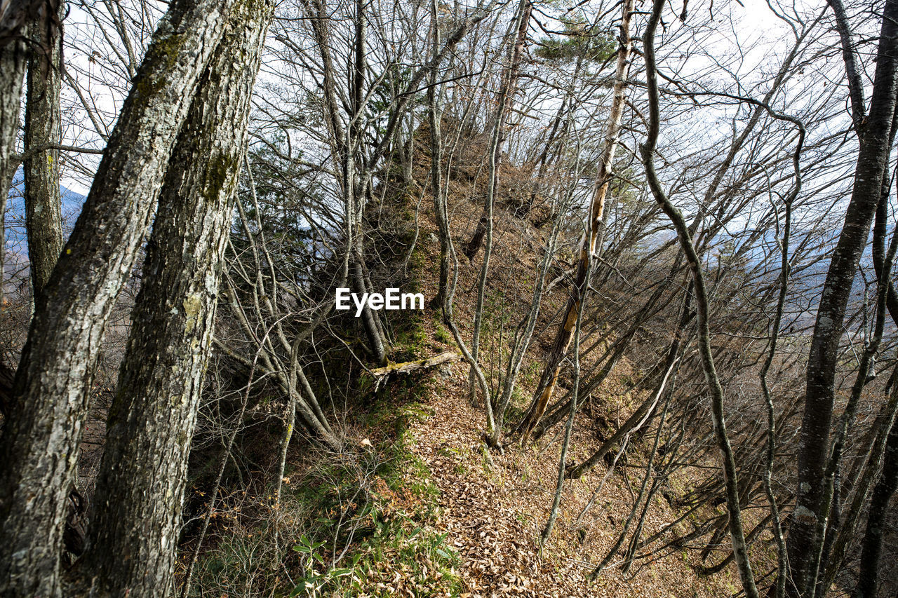 BARE TREE IN FOREST