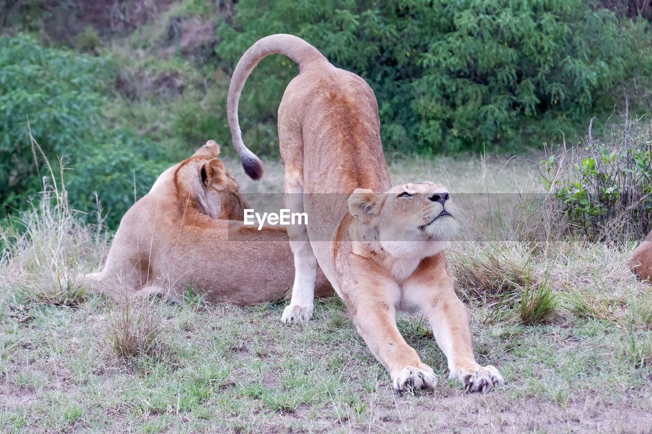 animal, animal themes, mammal, animal wildlife, lion - feline, wildlife, group of animals, feline, lioness, cat, plant, no people, grass, two animals, safari, big cat, puma, nature, domestic animals, pet, carnivora, felidae, young animal, lion cub, day, masai lion, outdoors, land, togetherness, animal family, relaxation