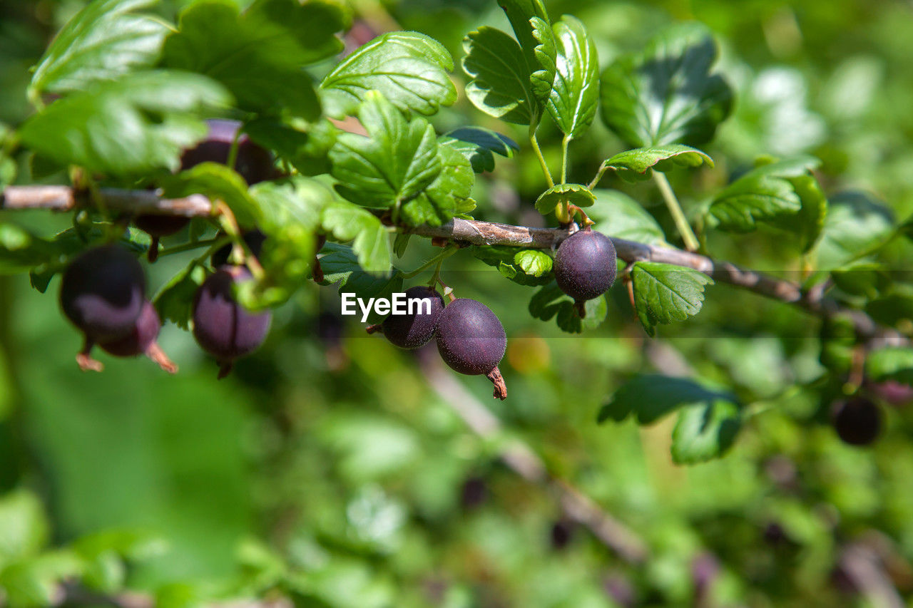 food and drink, food, healthy eating, plant, fruit, plant part, growth, leaf, freshness, tree, berry, nature, agriculture, wellbeing, flower, branch, produce, green, close-up, no people, ripe, outdoors, blossom, selective focus, crop, bilberry, shrub, organic, day, juicy, landscape, beauty in nature, environment, land, focus on foreground, summer, raw food, twig, olive, social issues