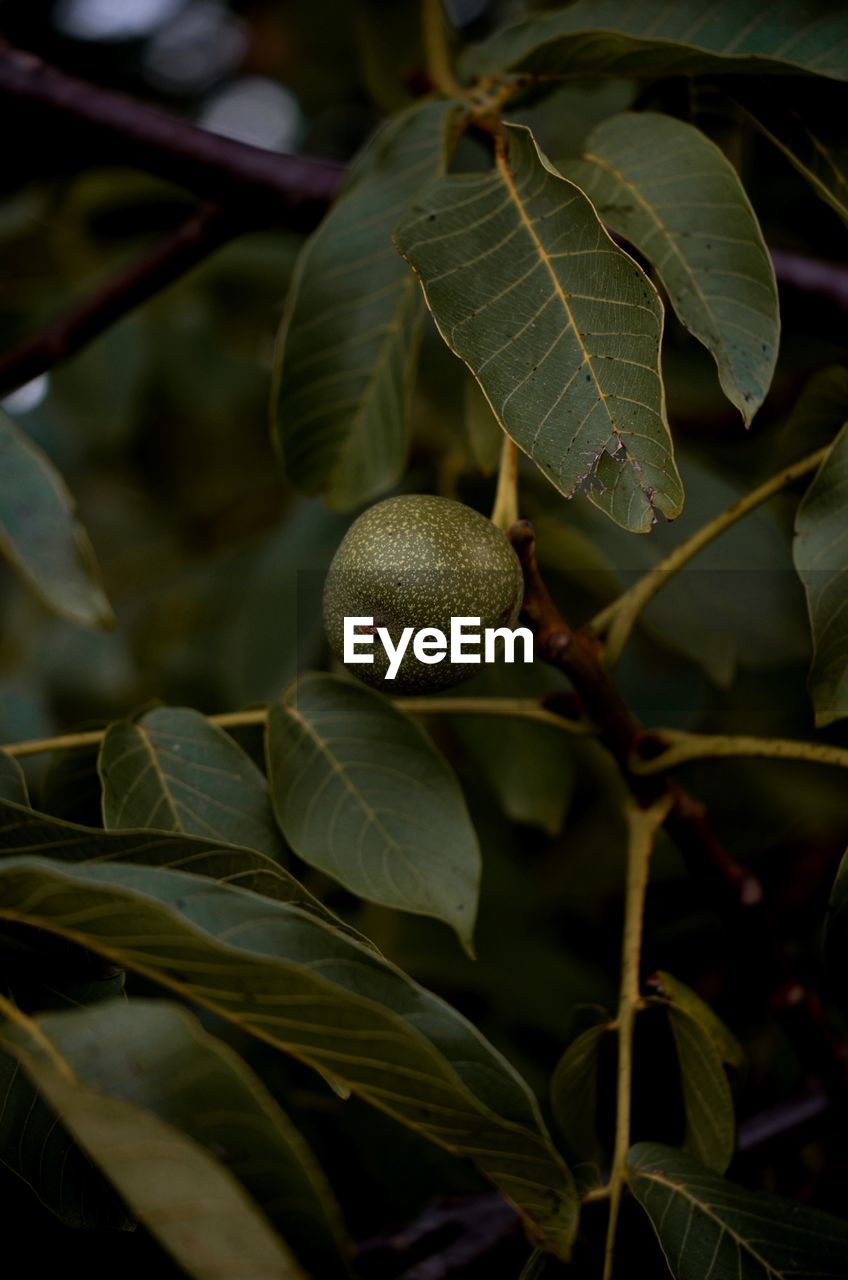 low angle view of fruit growing on tree