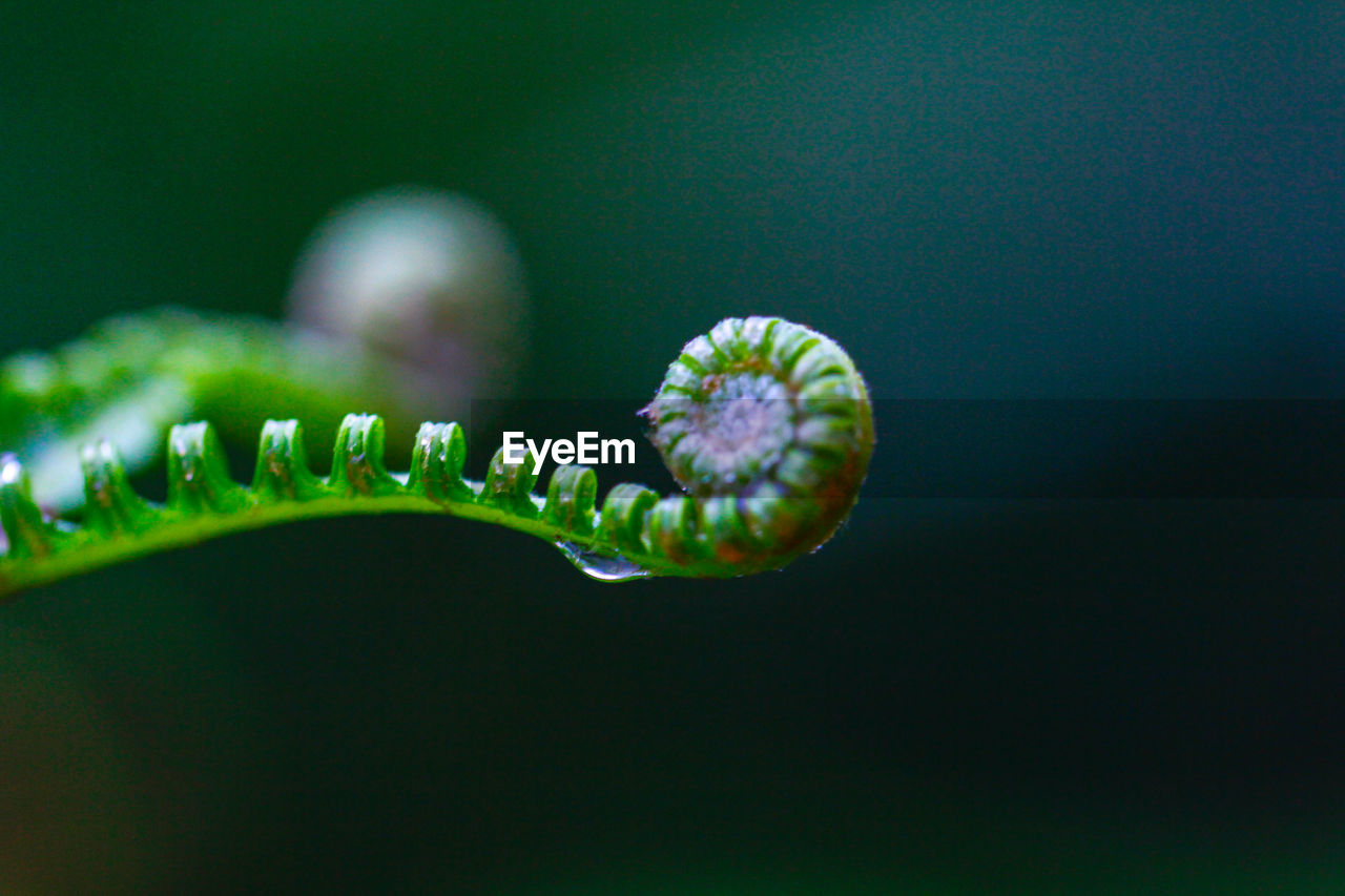 Close-up of green leaf