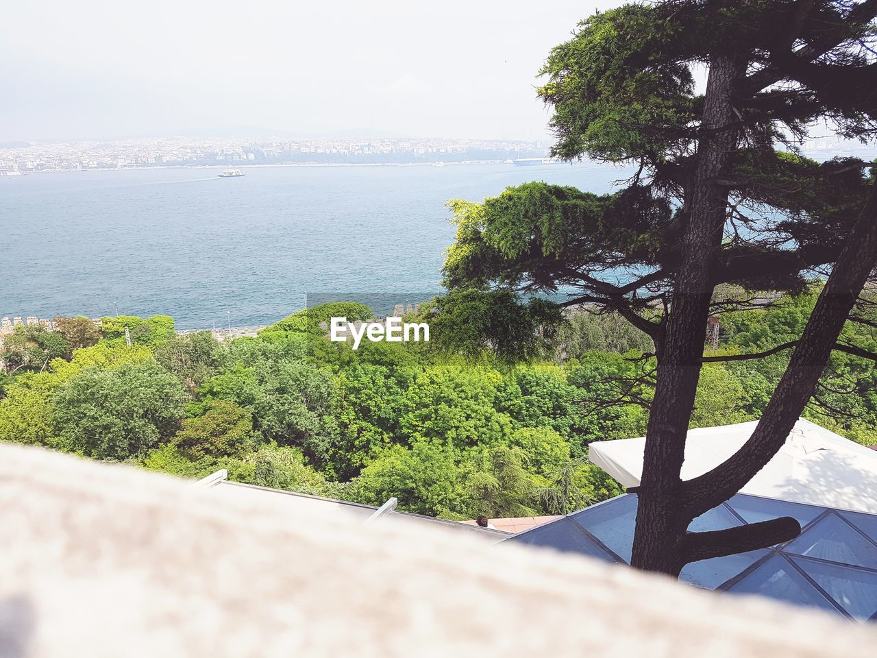 PLANTS BY SEA AGAINST SKY