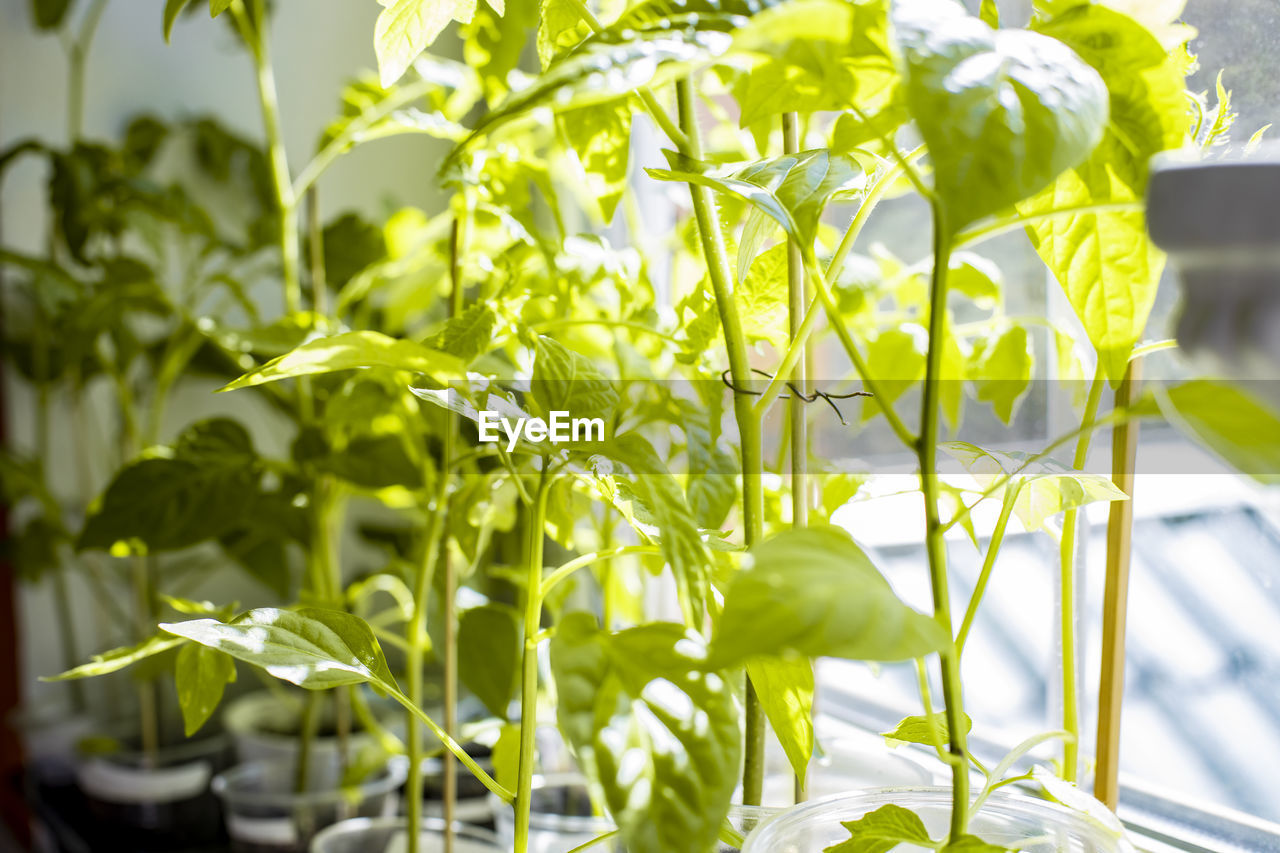 Many seedling of young cherry tomatoes on window sill. growing tomatoes in greenhouse. soft sunlight