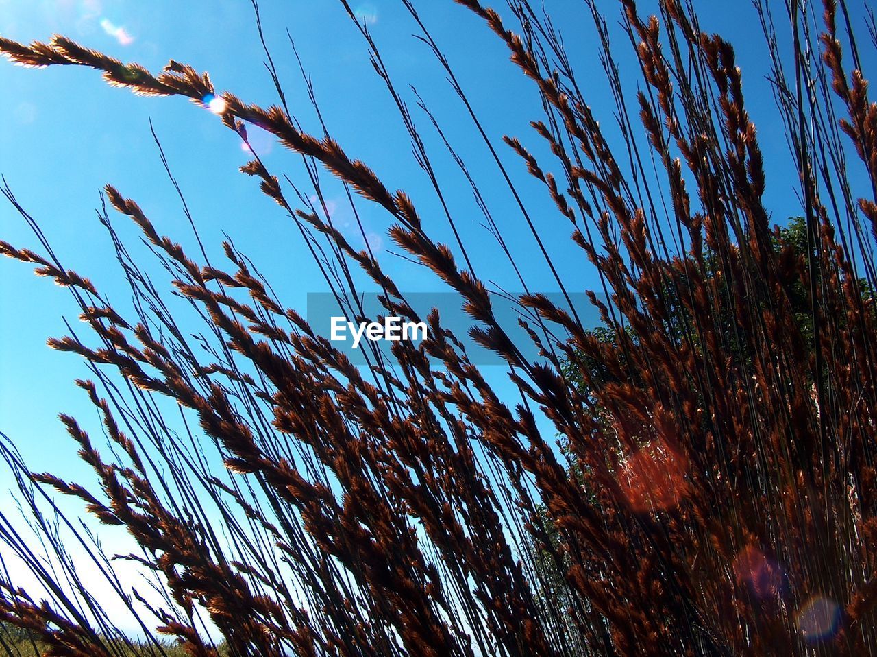 LOW ANGLE VIEW OF TREES AGAINST BLUE SKY