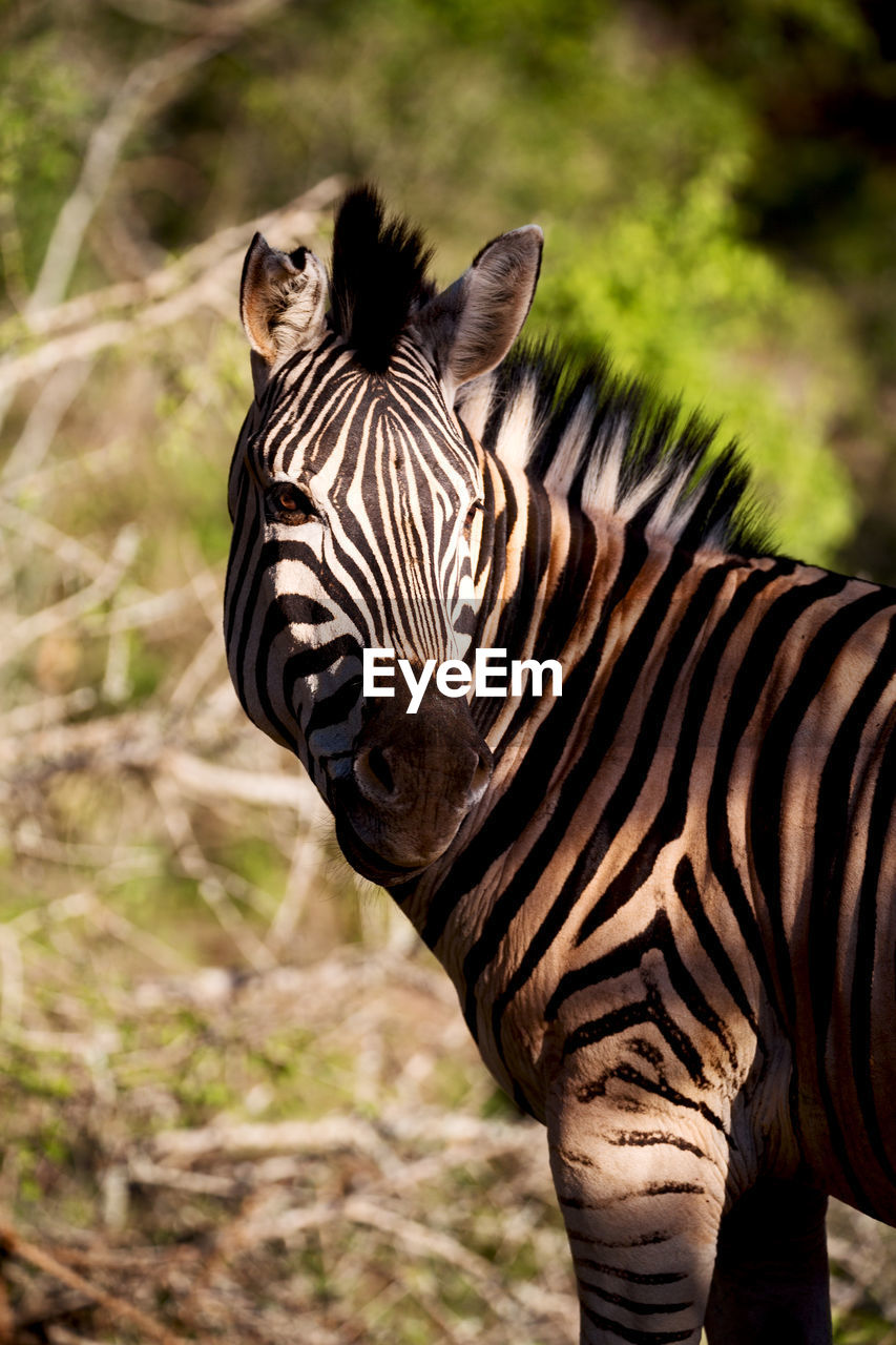 VIEW OF A ZEBRA