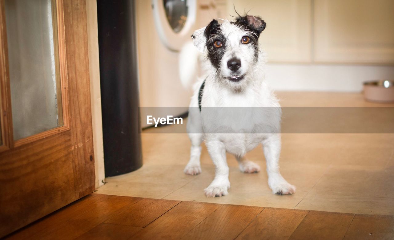 Portrait of dog at home