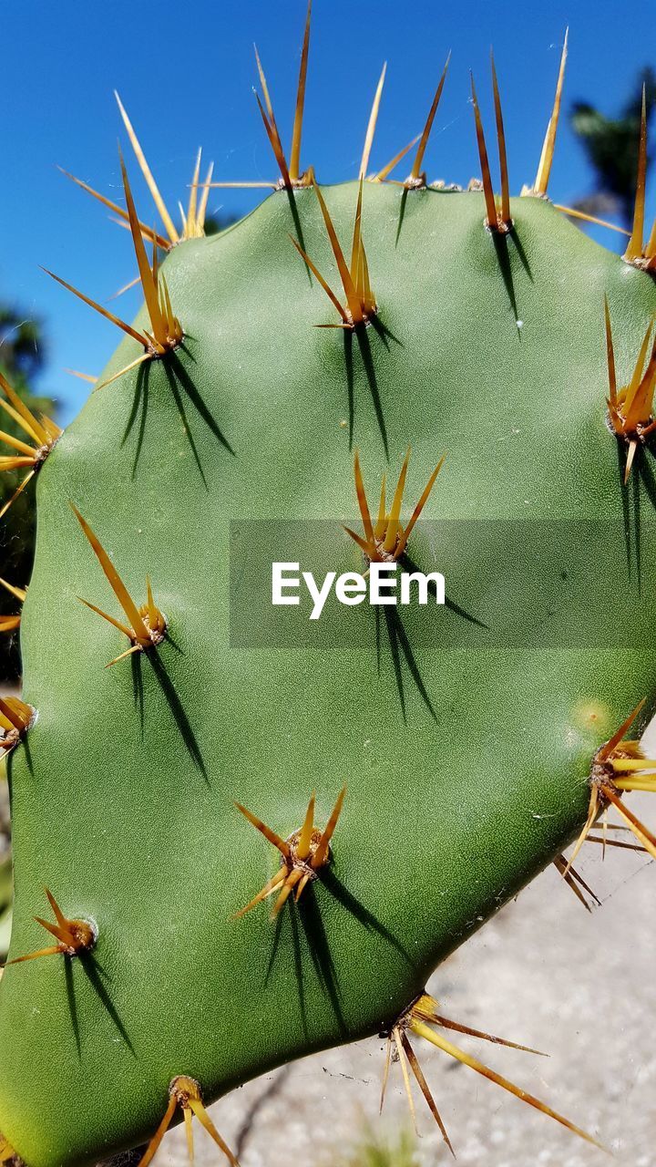 CLOSE-UP OF CACTUS ON PLANT