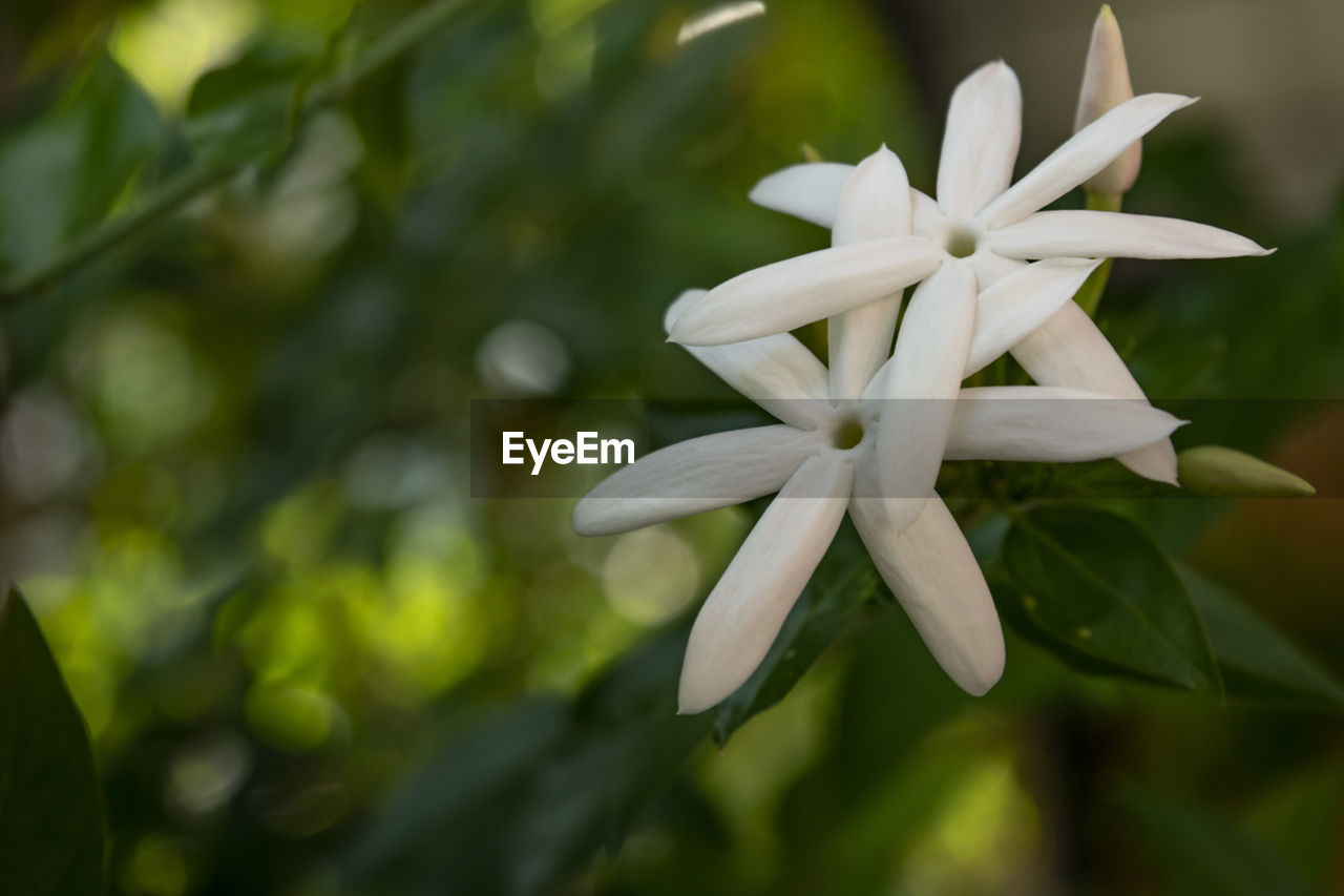 CLOSE-UP OF WHITE FLOWER