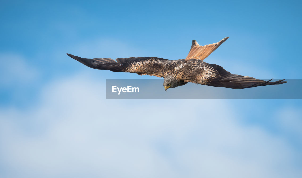 Low angle view of red kite flying in sky