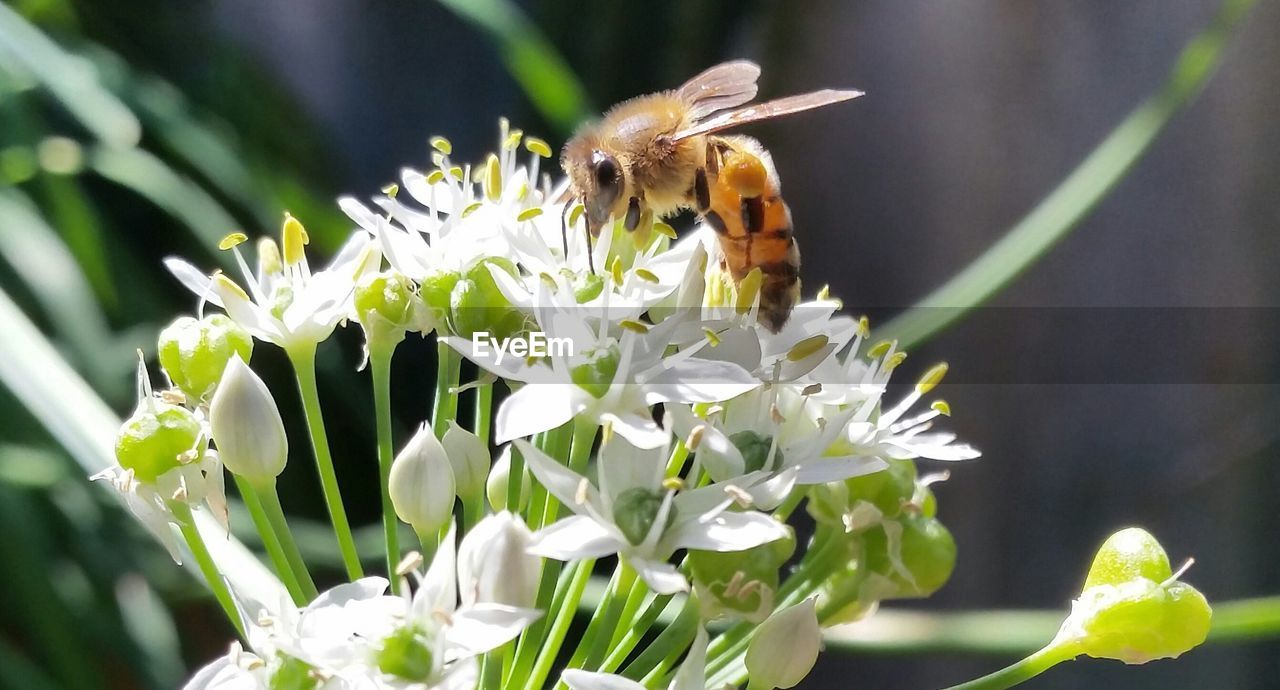 Close-up of bee polinating white flower
