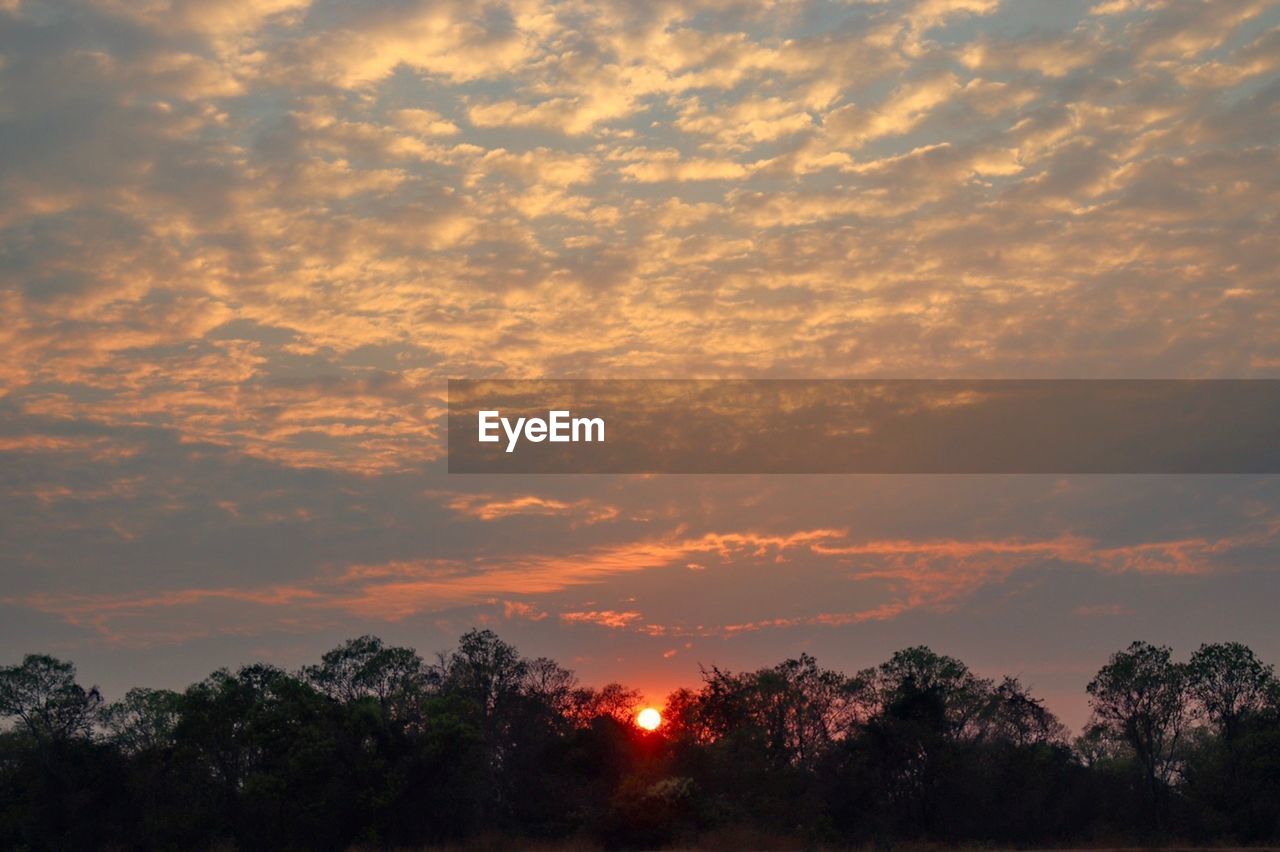 SILHOUETTE TREES AGAINST ORANGE SKY DURING SUNSET