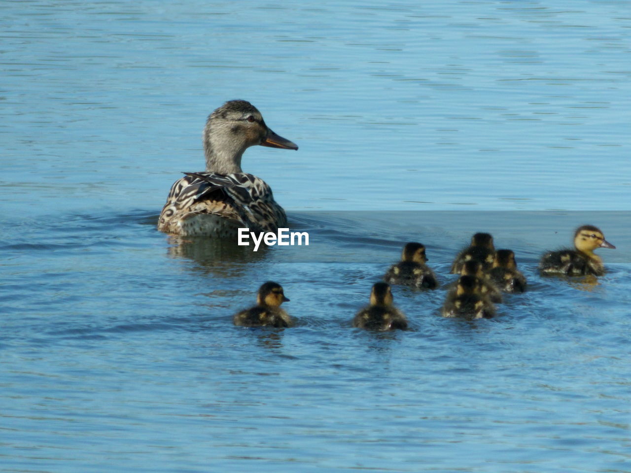 DUCKS SWIMMING ON LAKE