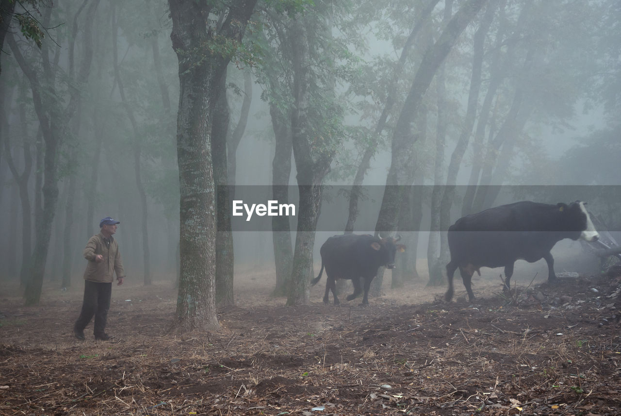 Man walking with cows in forest during foggy weather