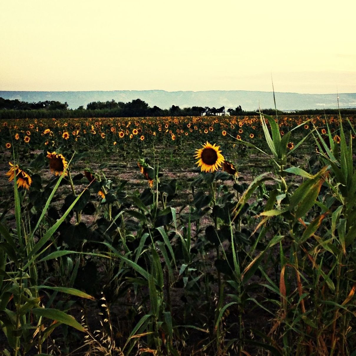 View of sunflower field