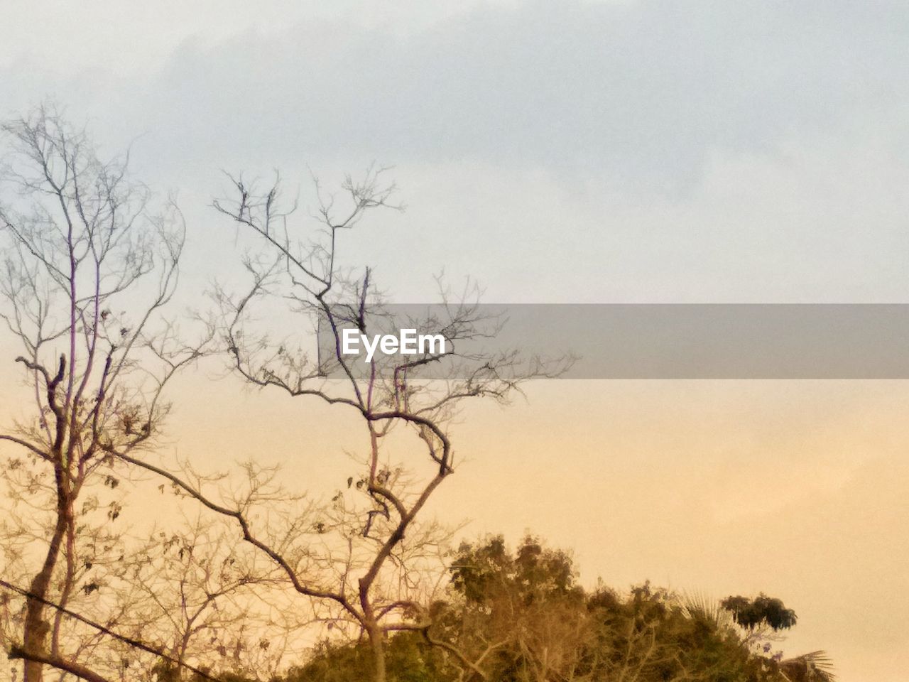 SILHOUETTE OF BARE TREE AGAINST SKY