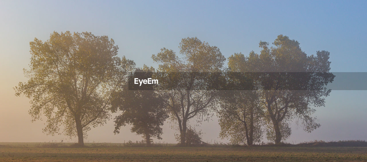 TREES GROWING ON FIELD AGAINST SKY