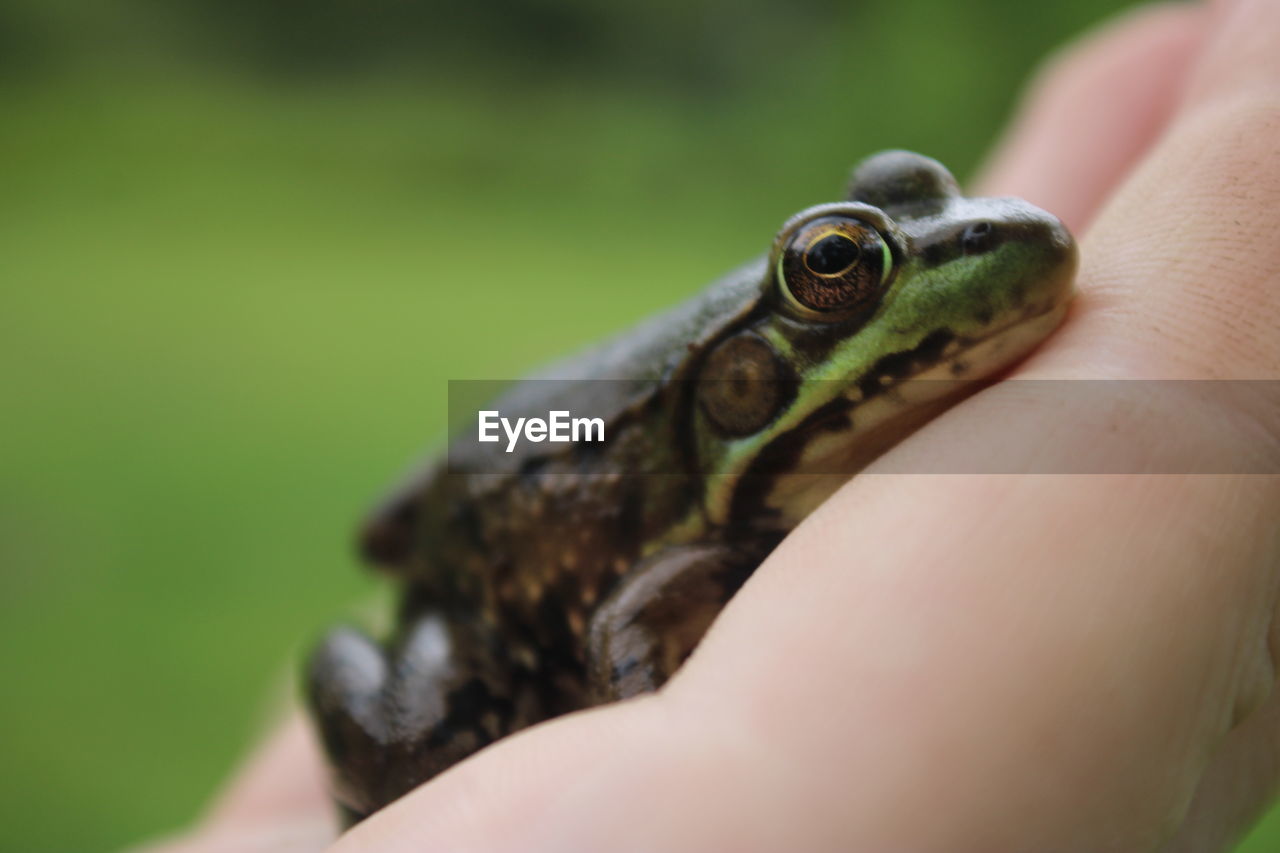 CLOSE-UP OF A HAND HOLDING A LIZARD