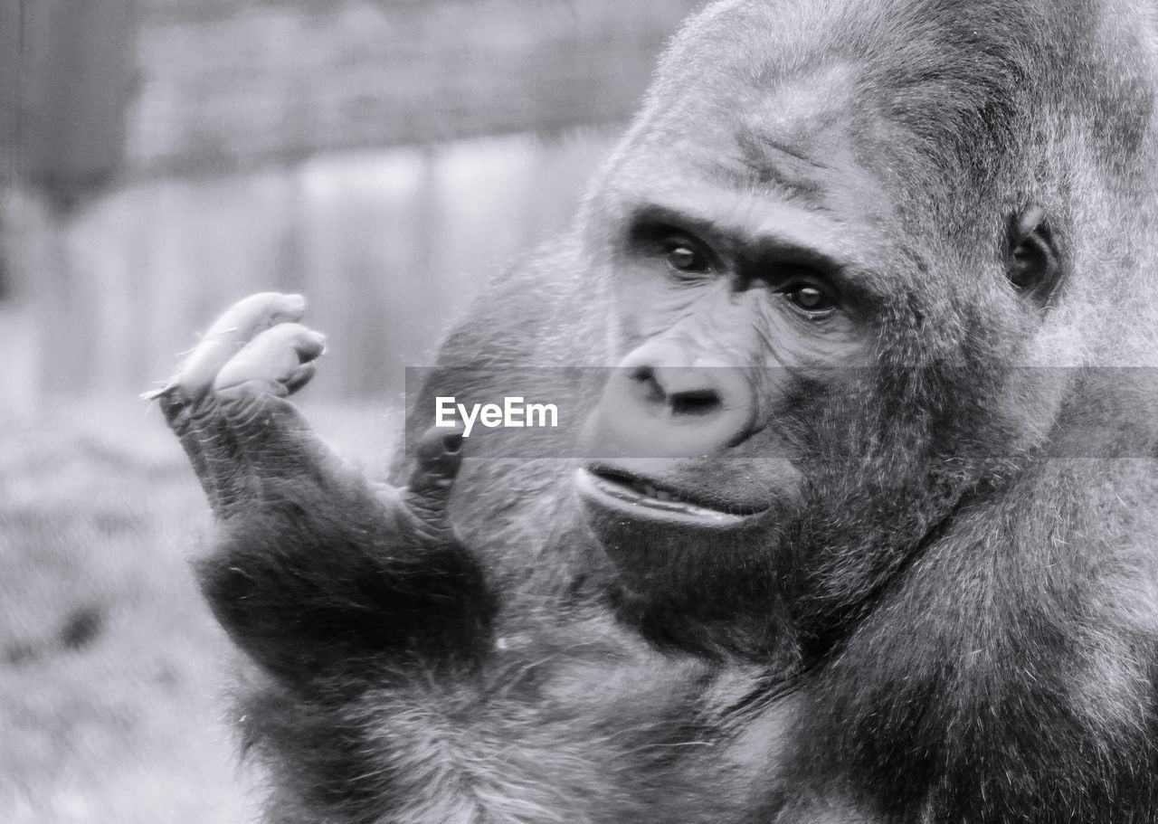 Close-up portrait of gorilla in zoo