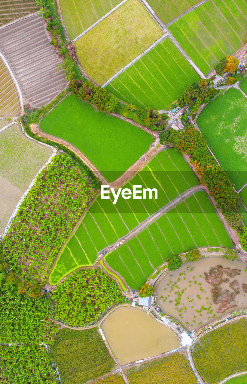 High angle view of agricultural field