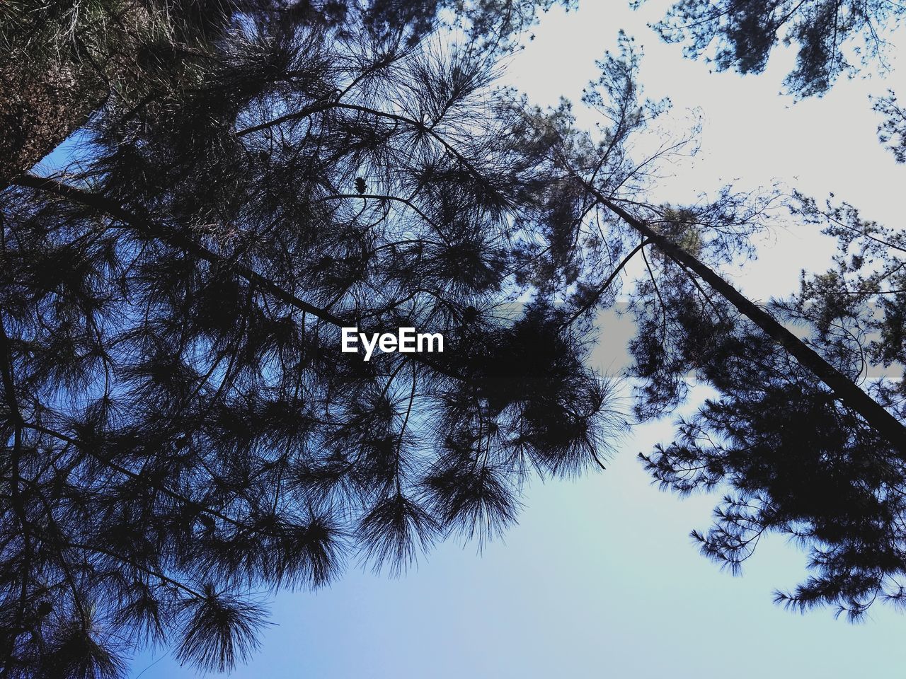 LOW ANGLE VIEW OF TREE AGAINST BLUE SKY